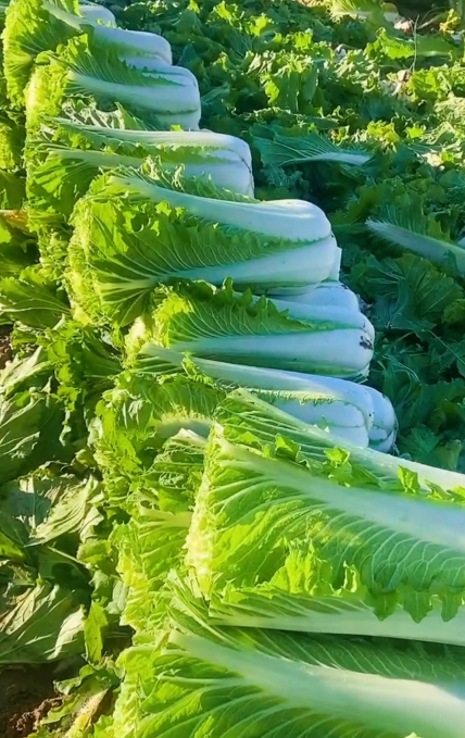 1762485872847795.png 2957318C-C679-46a4-AA33-4A72ED58809E.png